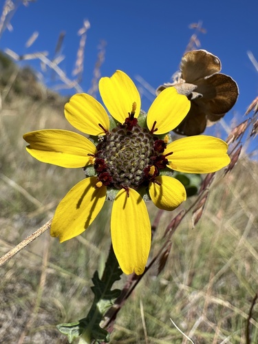 Berlandiera lyrata