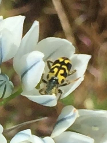 iNaturalist observation photo of Ornate Checkered Beetle