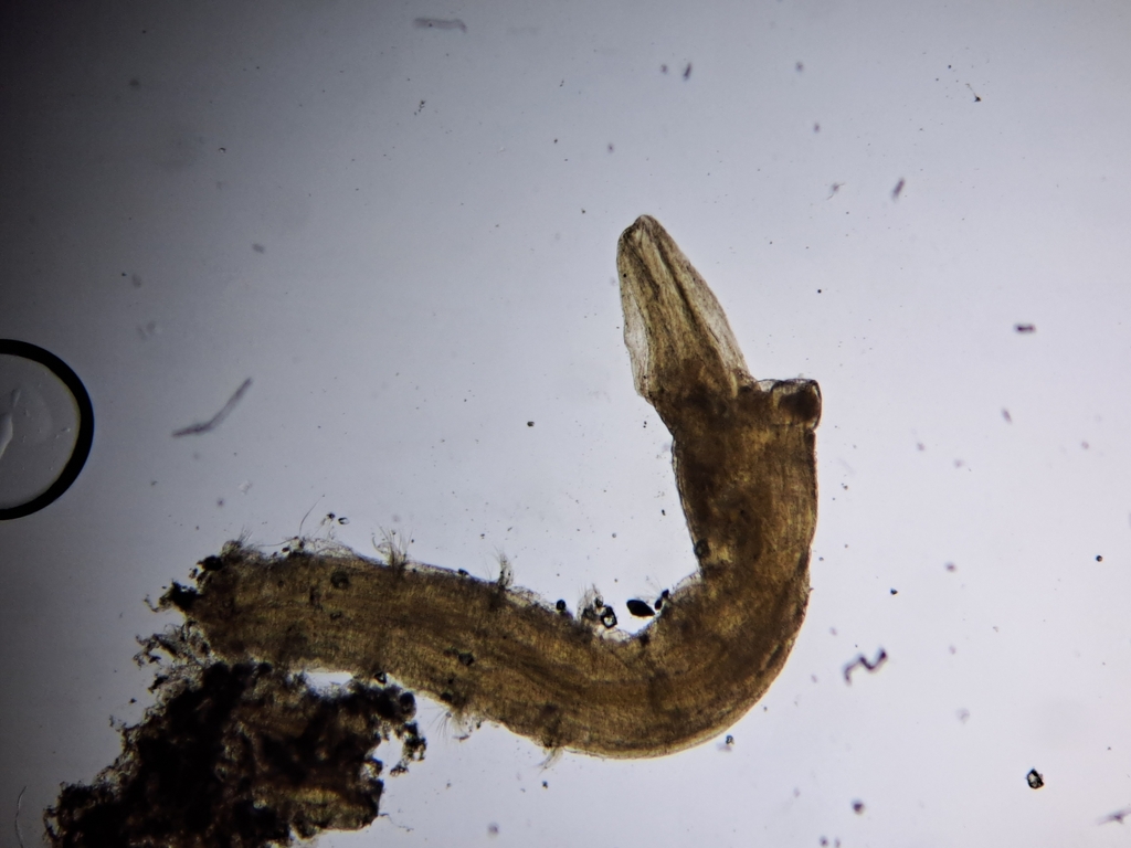 bristleworm