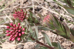 Stellera chamaejasme