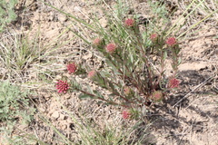 Stellera chamaejasme