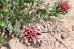 Stellera chamaejasme