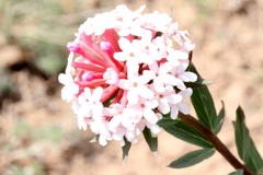 Stellera chamaejasme