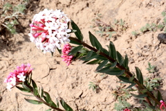 Stellera chamaejasme