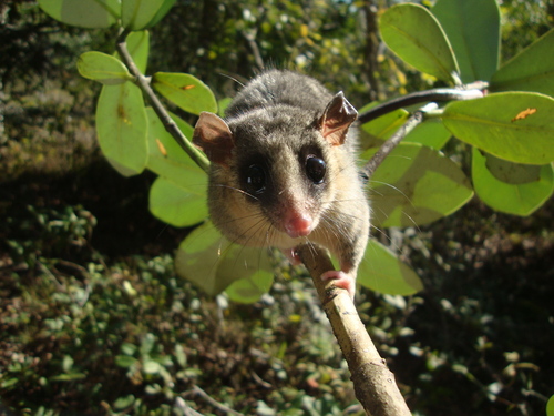 South-eastern Woolly Mouse Opossum