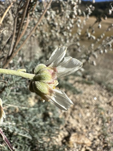 Image of Newberry's Hymenopappus by (c) Matt Berger, some rights reserved (CC BY)