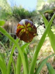 Fritillaria