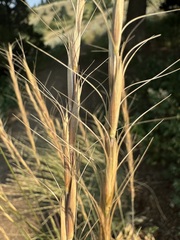 Bluebunch Wheatgrass (Pseudoroegneria spicata)