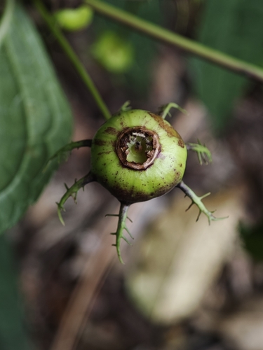 Cyclocodon lancifolius, 2024-10-13