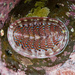 Neoloricate Chitons - Photo (c) Ken-ichi Ueda, some rights reserved (CC BY)
