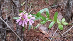 Sabatia capitata
