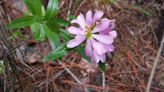 Sabatia capitata