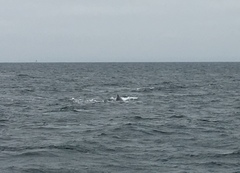 Megaptera novaeangliae