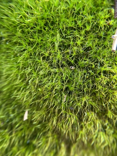 Image of Dicranodontium denudatum by no rights reserved