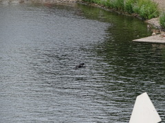 Phalacrocorax carbo