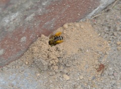 Dasypoda