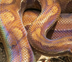 Campina Grande Rainbow Boa photo 2