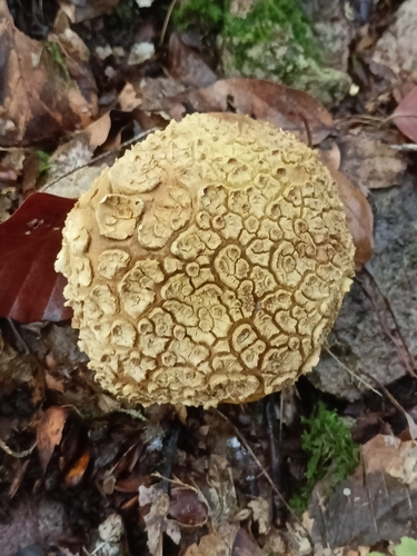 Scleroderma citrinum — (c) Malte Krömer, some rights reserved (CC BY)