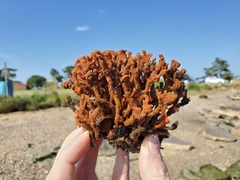 Clathria prolifera