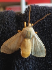 Halysidota tessellaris