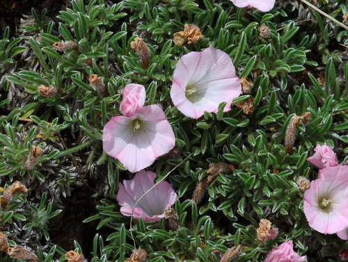 Convolvulus assyricus, photograph 3