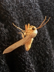 Halysidota tessellaris