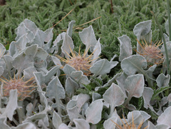 Centaurea chrysantha, photograph Joey Bom, CC BY, iNaturalist via GBIF