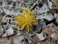 Centaurea chrysantha