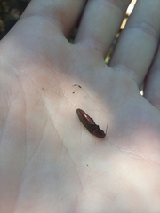 Nitidolimonius resplendens