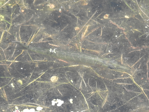 Esox americanus