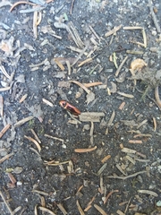 Nitidolimonius resplendens