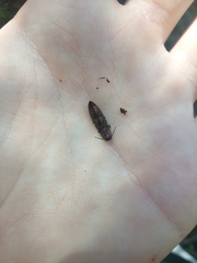 Nitidolimonius resplendens