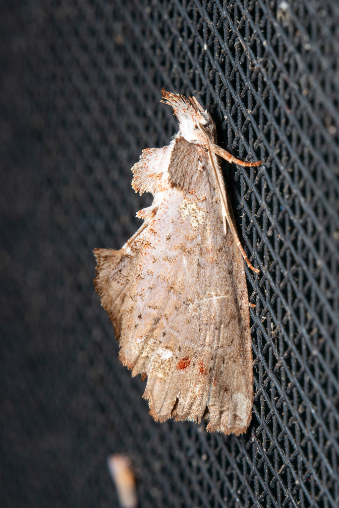 Euxoga argenteopunctata