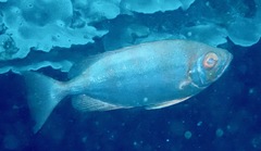 Priacanthidae