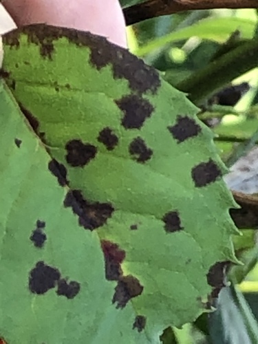 Rose Black Spot