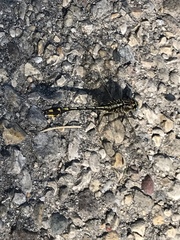 Gomphurus