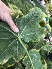 Puccinia malvacearum