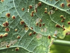 Puccinia malvacearum