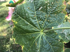 Puccinia malvacearum