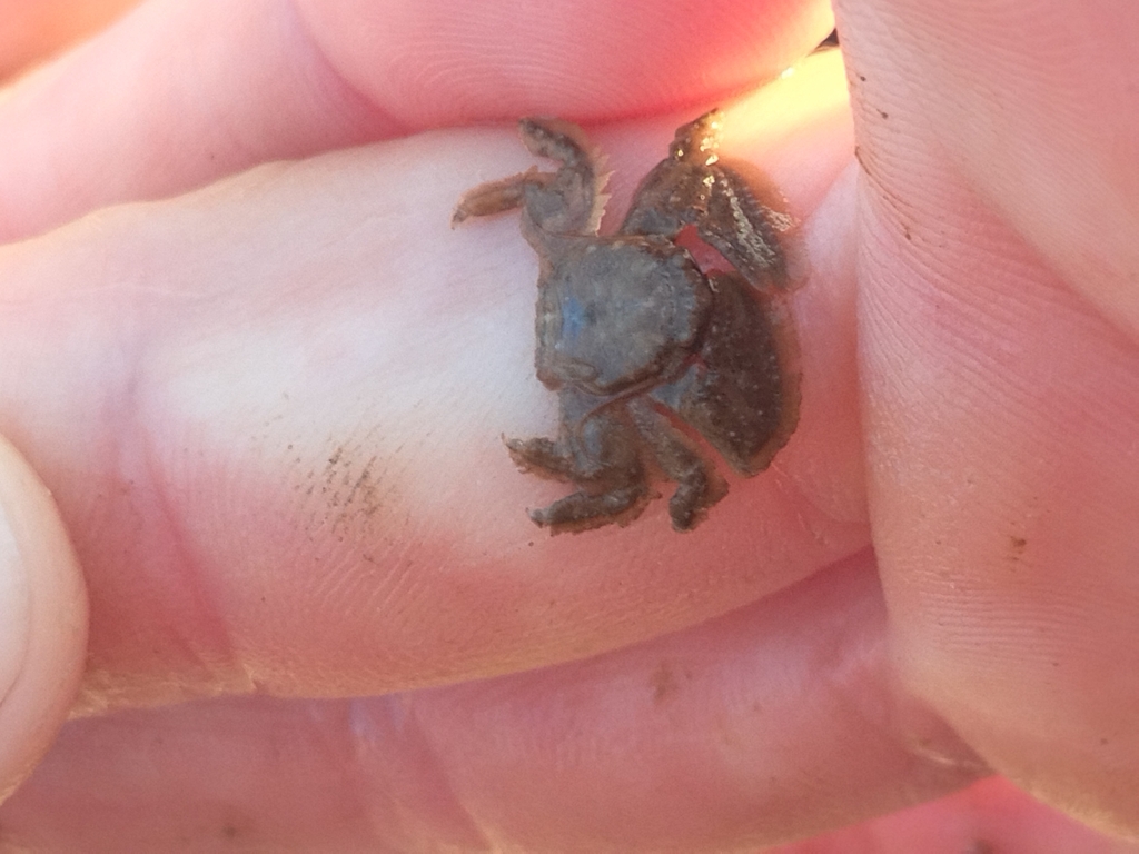 Petrolisthes hirtipes