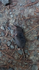 Sorex trowbridgii