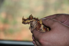 Moloch horridus