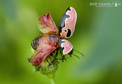 Calligrapha aeneopicta