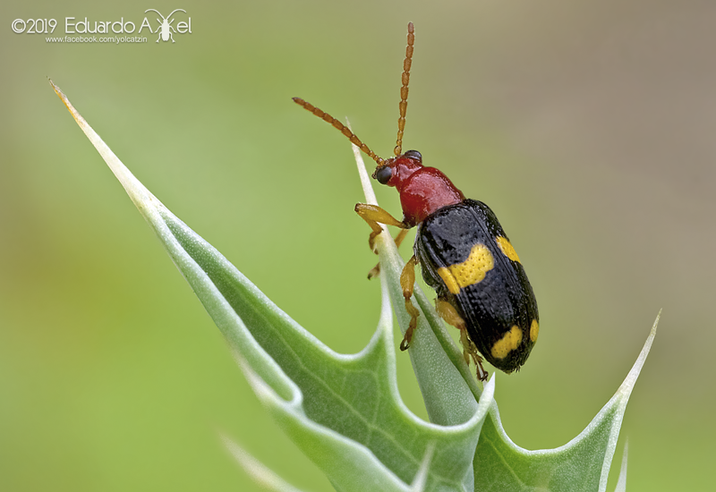 Leaf Beetles and Allies
