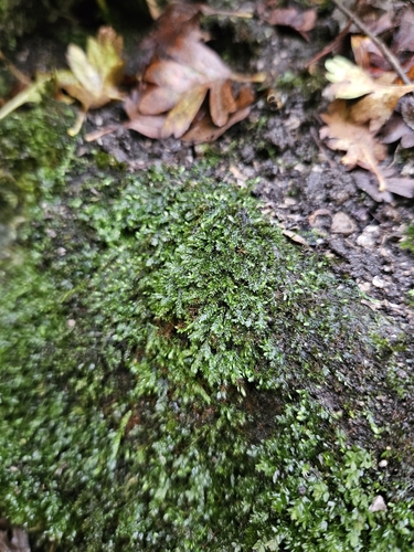 Image of Taxiphyllum wissgrillii by (c) Helen Waterman, some rights reserved (CC BY)