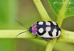 Alagoasa bipunctata