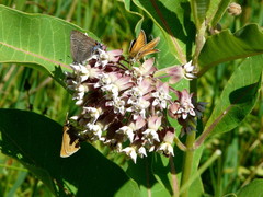 Satyrium caryaevorus