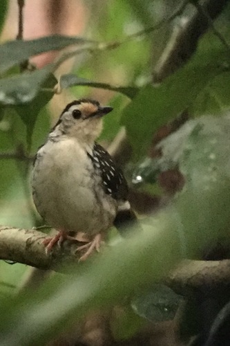 Striped Wren-Babbler (Kenopia striata), photo 8