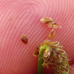 Eleocharis engelmannii