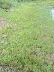 Eleocharis engelmannii